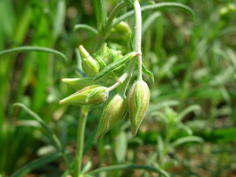 Helianthemum apenninum / Eliantemo degli Appennini
